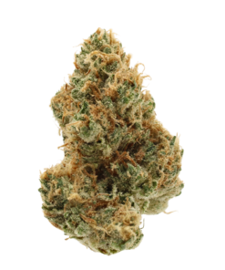 Orange Crush | THCa Flower | Tier 1